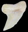 Mako Shark Tooth Fossil - Sharktooth Hill, CA #46783-1